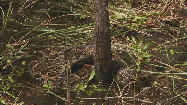 Watch Swamp People: Serpent Invasion Season 2 Episode 5 | HISTORY Channel