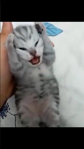 Dramatic Kitten Meme Template | Screaming Cat Meme