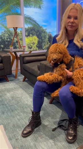 Golden doodle puppies 14 weeks old Parvo survivors Shelter hope Taking applications Apply now Www.shelterhopepetshop.org | Kim Sill