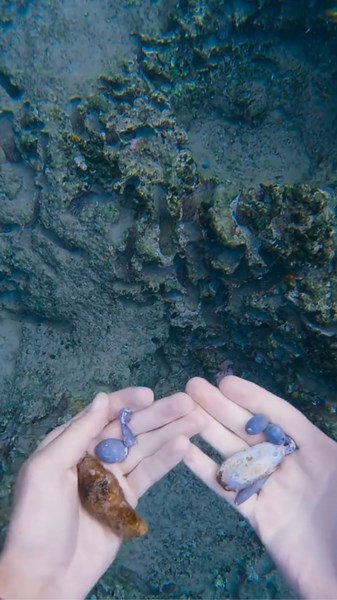 Seashell Treasure Hunting Underwater Adventure