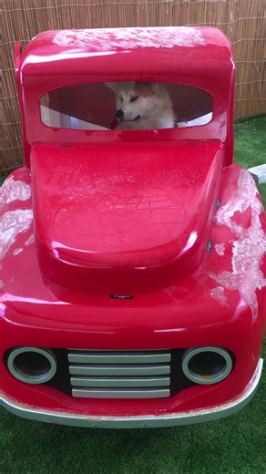 ‏Japaneseakita#uaedoglover#dogtrainingdubai#dubaidog#worlddog