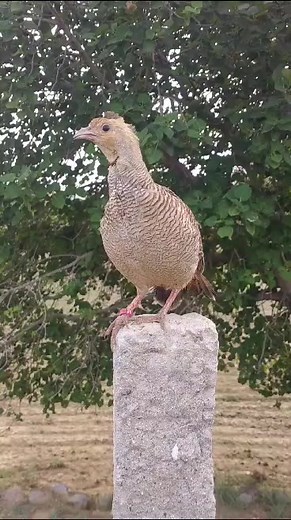 118K views · 2K reactions | Francolin bird voice #birdsvoice #birdslife #birdsreels #fbreels | PK Birds | Facebook