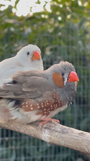 What’s really happening when two finches fluff up and pause before taking off? In the early hours of this morning, after watching this video, that's where my mind took me. Who needs sleep 😝 The answer though? A lot, it seems, all backed by known finch and small-passerine behaviour. • Fluffing helps regulate temperature by trapping warm air between feathers (thermoregulation is a key finch survival behaviour) • Finches also fluff when relaxed or socially comfortable, which is why bonded birds of