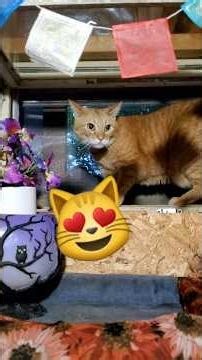 Gingersnap Gets Some Fresh Air