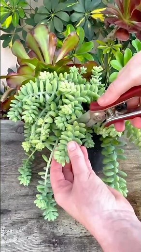 Propagating Burro's Tail Succulent: Leaf Care