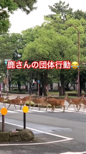 早朝の奈良県庁前、鹿さんが団体行動で道路横断🤣 #shorts #奈良公園 #narapark #奈良の鹿