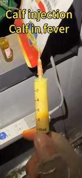 Calf in fever calf injections