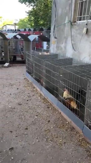 Vaquita Farm on Reels