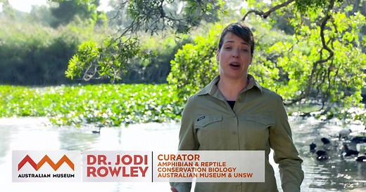 Our frogs need your help! This is a rare chance to listen to one of the country’s leading frog experts, Dr Jodi Rowley, as she introduces FrogID. FrogID is Australia’s first national frog count that will help safeguard the future of this threatened species. Learn why frogs are important and why we should count them. Discover how to get involved and how to use the app! | Australian Museum