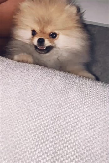 Adorable Chihuahua Pomeranian Mix Barking and Playing