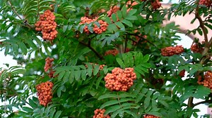 Rowan berries on a tree in a city park. Clusters of rowan berries on the background of green foliage.Blurred Rowan berries on rowan tree. Sorbus aucuparia.