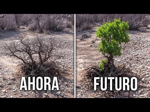 Copié a Planet Wild para crear un bosque sin sembrar ni un solo árbol
