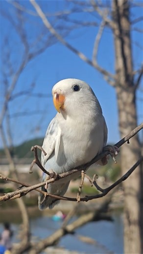 Blue Sky Aviary [​Wild & Winged]🦜 🌸 #birds #parrot #cute #shorts #viral #viralshorts #shortvideos