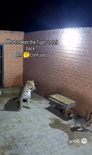 Why the 🐅 felling back already trying to escape 🥺🥺??? #fyp #trend | Smartho Imole