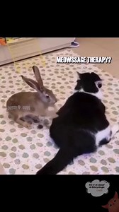 Another Best cats voiceover via very talented @Dusty🗣Dubs . #funnycats #cutecats #petsfunnyvideos #cutecatclips #funnypets #petcatvideos #catvideos #petcats #talkingcat #voiceover | Funny cat