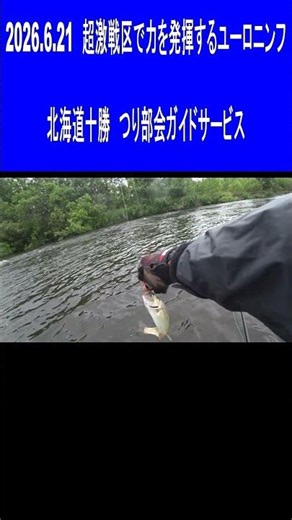 2026.6.21 超激戦区の日曜日 ユーロニンフなら普通に釣れます トラウト王国北海道十勝の釣り つり部会ガイドサービス