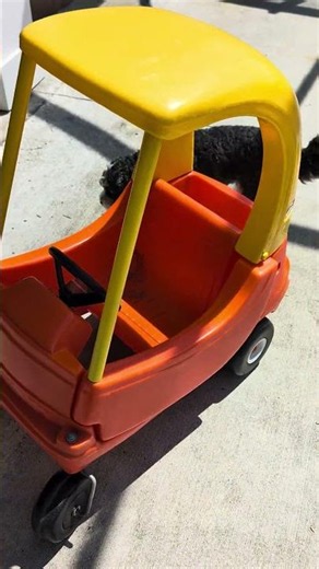 Cavapoo Puppy Inspects Toy Car 😅