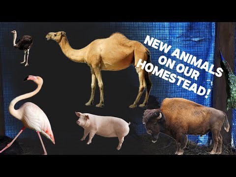We Got WHAT? on the Homestead…