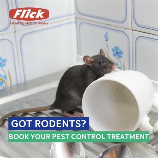 Our Local Rodent Pest Control Specialists Provide Safe and Effective Rodent Solutions. Let Our Pest Control Experts Flick’Em Today! | Flick Pest Control NZ | Facebook