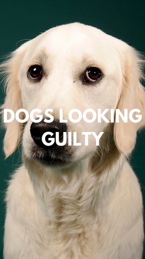 Dogs often give us the “guilty look” 👀—avoiding eye contact, lowering their heads, or tucking their tails. We assume this means they know they’ve done something wrong, but research shows it’s actually an appeasement behaviour—a way for dogs to diffuse tension and avoid conflict 😬 A key study by Dr. Alexandra Horowitz, head of the Dog Cognition Lab at Barnard College, found that dogs showed these ‘guilty’ behaviours more when scolded—regardless of whether they had actually misbehaved. This mean
