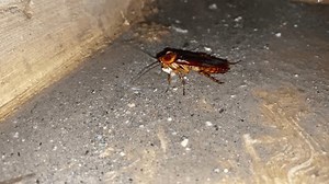 American Cockroach Periplaneta Americana Close-up Cockroach Stock Footage Video (100% Royalty-free) 3474643159 | Shutterstock