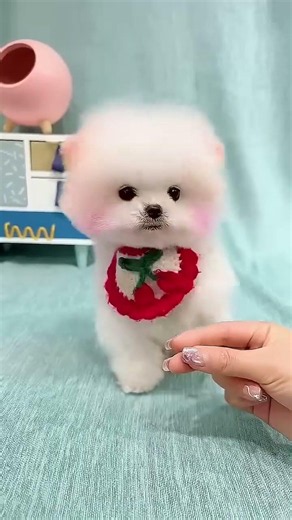 Small Pomeranian Puppy, Happy Little One 🐕✨ #MiniPup #HappyDog