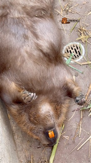 ビーバーから学ぶ脱力術🦫 Relax Like a Beaver 🦫 #ビーバー #beaver #cuteanimals #かわいい動物 #animalshorts #癒し