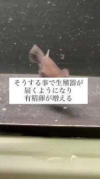 知らなきゃ損！ダルマメダカの増やし方 #shorts #ダルマメダカ #メダカ繁殖 #メダカ飼育 #メダカ好きと繋がりたい #繁殖のコツ #メダ活 #メダカ増やし方 #メダカショート
