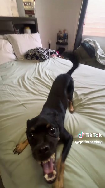 Gorio's Epic Zoomies: Chug Dog Fun