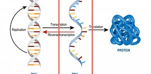 遺伝子編集、最先端はDNAではなくRNAの編集へ。より繊細かつ一時的な調整が可能に