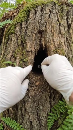 Inside a Tree Trunk Hidden World Revealed #shorts