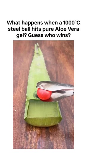 bio life 🧬 on Instagram: "In a stunning display of nature's resilience, a viral video is captivating social media users worldwide. Shared originally on X by user @ayu_DPalupi , the clip features a red-hot steel ball, heated to a scorching 1000°C, being dropped onto a fresh slice of pure aloe vera gel. What unfolds is nothing short of mesmerizing: the glowing orb sizzles and sinks slightly into the translucent green gel, creating wisps of steam and a dramatic char mark. But instead of melting st