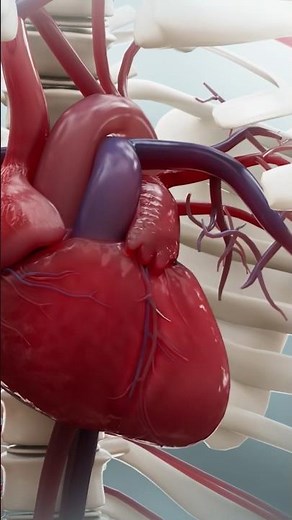 5 faits intéressants sur le cœur humain et son fonctionnement #coeur #anatomie #science