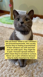 2M views · 10K reactions | Cat whiskers are so important! Never ever cut them. >o< #cats #catwhiskers #CatFacts #catsofinstagram #catsoffacebook | purrfectinfluencer | Facebook