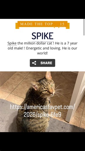 Understanding the Spiked Dog Collar: Benefits and Tips