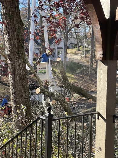 ACE Tree Service Launches a New Service Area for Expert Tree Care in Athens, Georgia