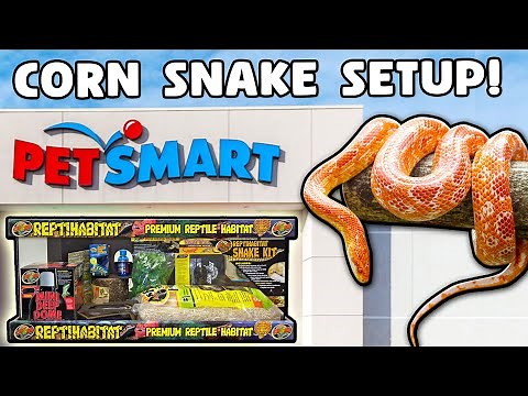 Corn Snake Setup for Beginners!