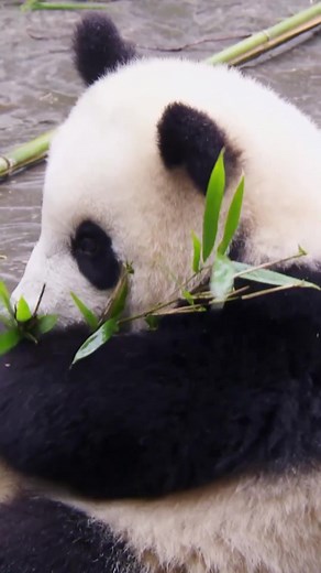 Adorable Baby Pandas at EMS Clinic Bondi with Dr. Chris