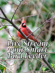 How to Stream Your Bird Feeder Live with VicoHome to Any Platform! | Easy Step-by-Step Guide Want to share the beauty of your backyard birds with the world? 🐦✨ In this video, I’ll show you exactly how to stream your bird feeder LIVE from your VicoHome camera to platforms like YouTube, Facebook Live, Twitch, and more! I walk you through the entire setup — from capturing your VicoHome feed to connecting it through streaming software — so you can enjoy and share nature in real time. In this video,