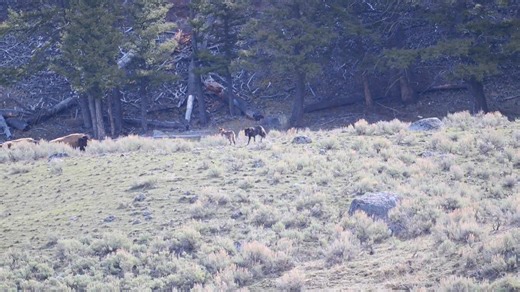 Two wolves test a herd of cow bison with new calves in Yellowstone this weekend. Bison moms are very watchful and tenacious, they try to keep the calves in the middle stand off the danger. The wolves did not get a calf in this hunt attempt. | T. Lyn Neufeld Photography