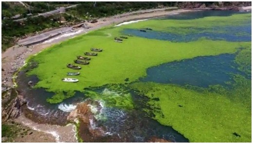 Algae: A magic climate solution?