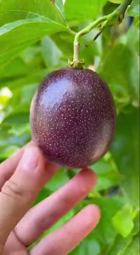 Planter des fruits de la passion