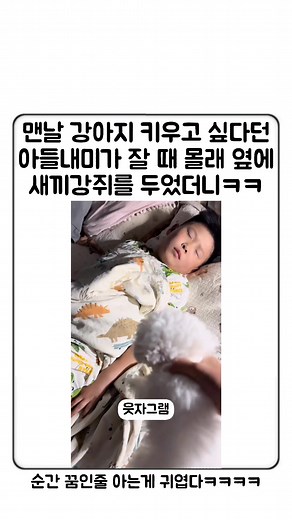 웃긴 강아지 영상 반응 모음
