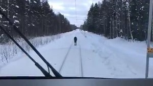Moose faces train and gets the last word! | The Online Moose