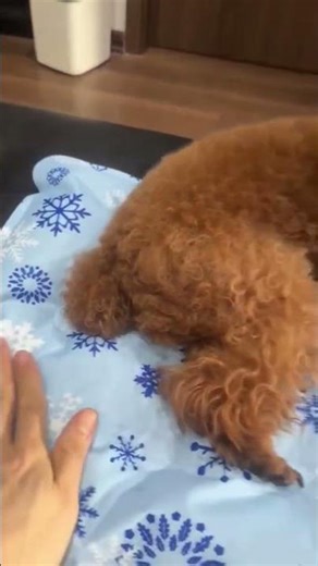 Cozy Dreams! Amazing Poodle Bedding Setup Tour #poodlebed #cozypet