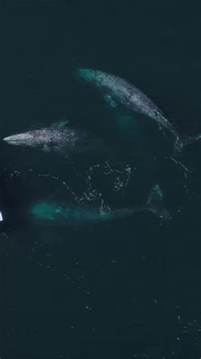 254K views · 11K reactions | Whales around small boat!  #whaleshark #whale #animals | Smiley Moore. | Facebook