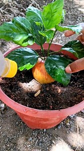 400K views · 2K reactions | Growing apple tree from seeds #fyp #growth #flowers #flowerpowerfashion | Soriya Love | Facebook