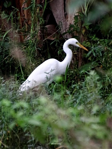 Intermediate egret | 𝐍𝐚𝐭𝐮𝐫𝐞 𝐏𝐡𝐨𝐭𝐨𝐬 𝐁𝐨𝐨𝐤