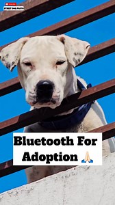 Bluetooth For Adoption #346 Street Dog Pluto #streetdogpluto #viralreels #dogvlog #dog #animal #reel #streetdog #plutodog #minivlog #75harddaychallenge | Street Dog Pluto