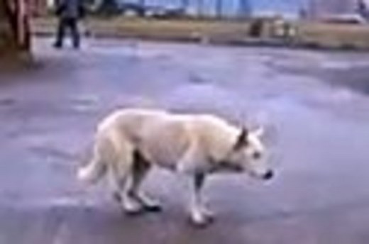 Techno Dog | Know Your Meme